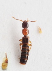 Sunius bicolor