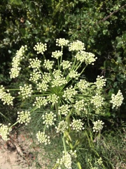 Angelica lineariloba