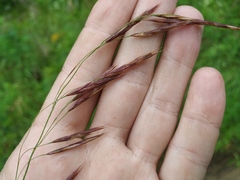 Bromus inermis arcticus