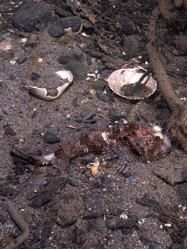 Franje-donderpad (Icelinus fimbriatus) — Cottidae — 4
