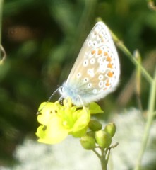 Polyommatus icarus