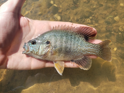 Green Sunfish, photo 9 of 9