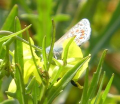Polyommatus icarus