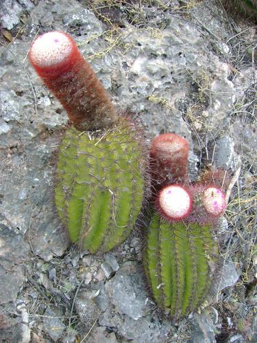 Image of Pedernales Turk's Cap Cactus (Melocactus pedernalensis) by (c) Paul Prior, some rights reserved (CC BY)