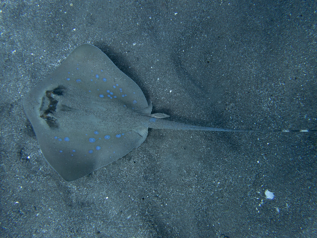 Blue-spotted maskray lying on dark sand