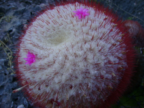 Image of Melocactus pedernalensis by (c) Paul Prior, some rights reserved (CC BY)
