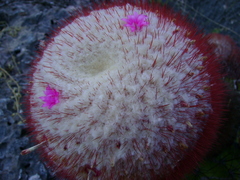 Melocactus intortus domingensis