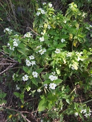 Lantana canescens