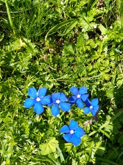 Gentiana bavarica bavarica