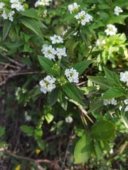 Lantana canescens