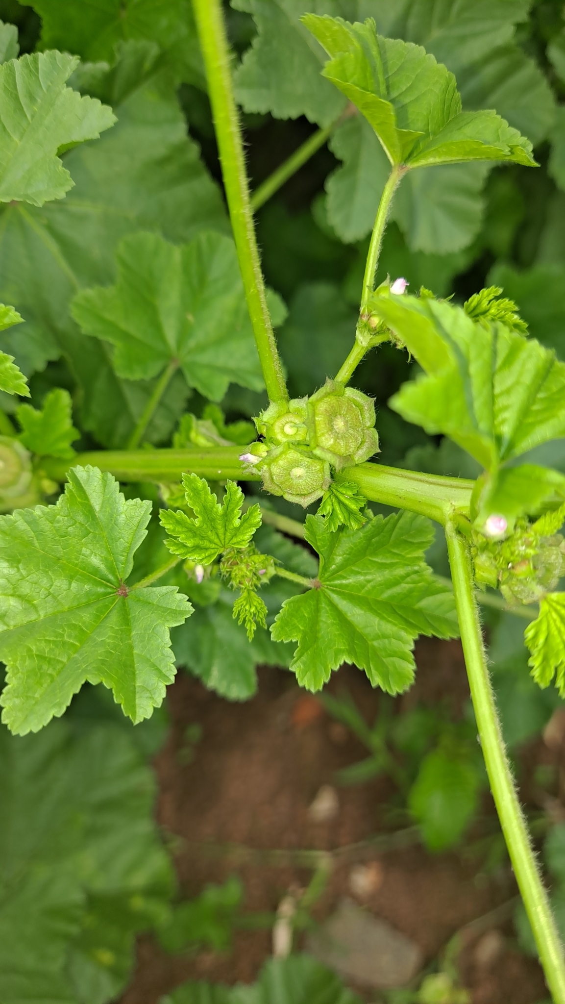 Imagem de Malva-branca