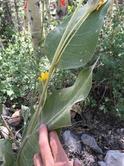 Wyethia mollis