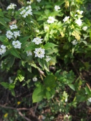 Lantana canescens