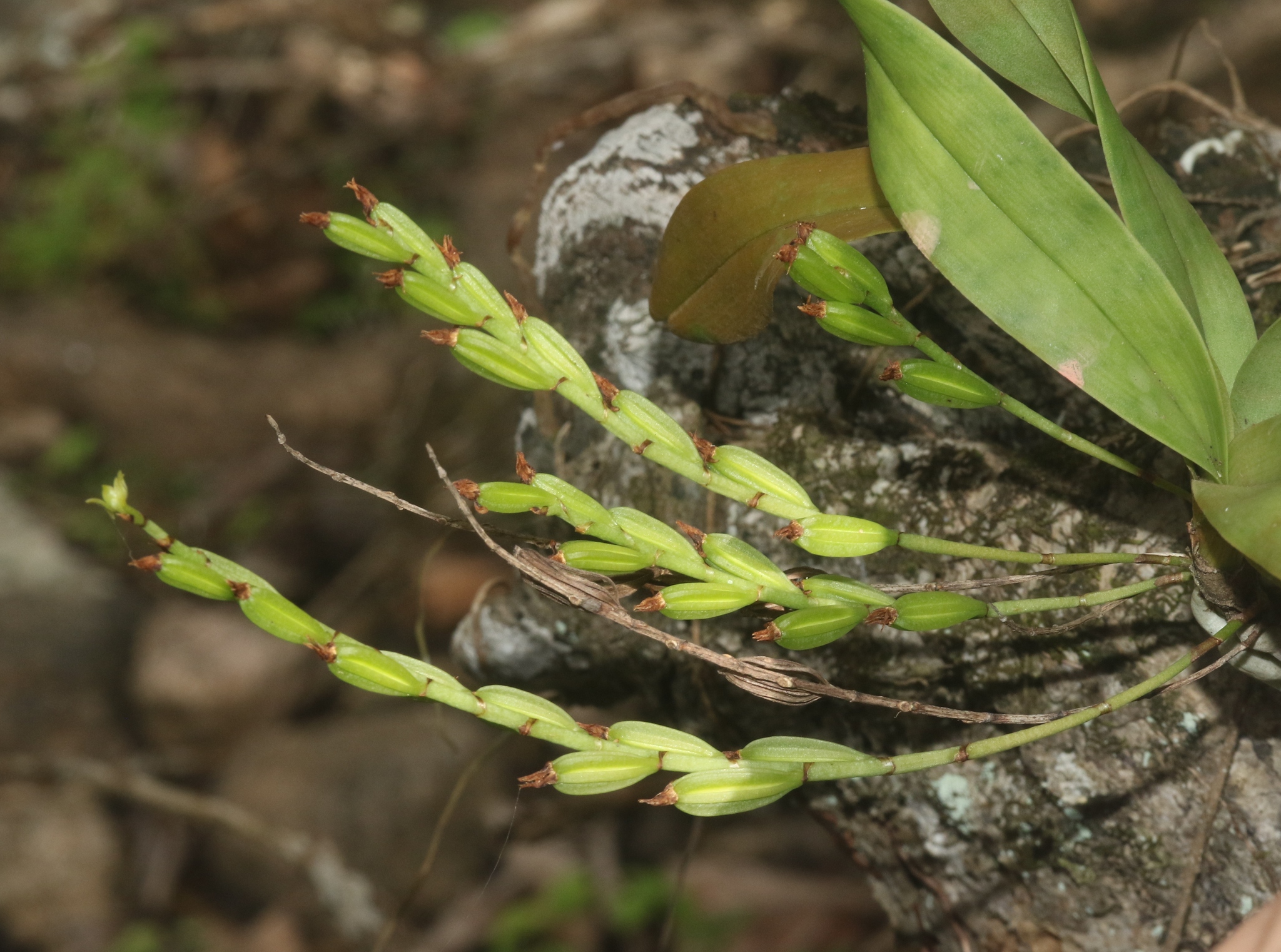 Angraecum dives Rolfe