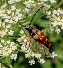 Typocerus deceptus