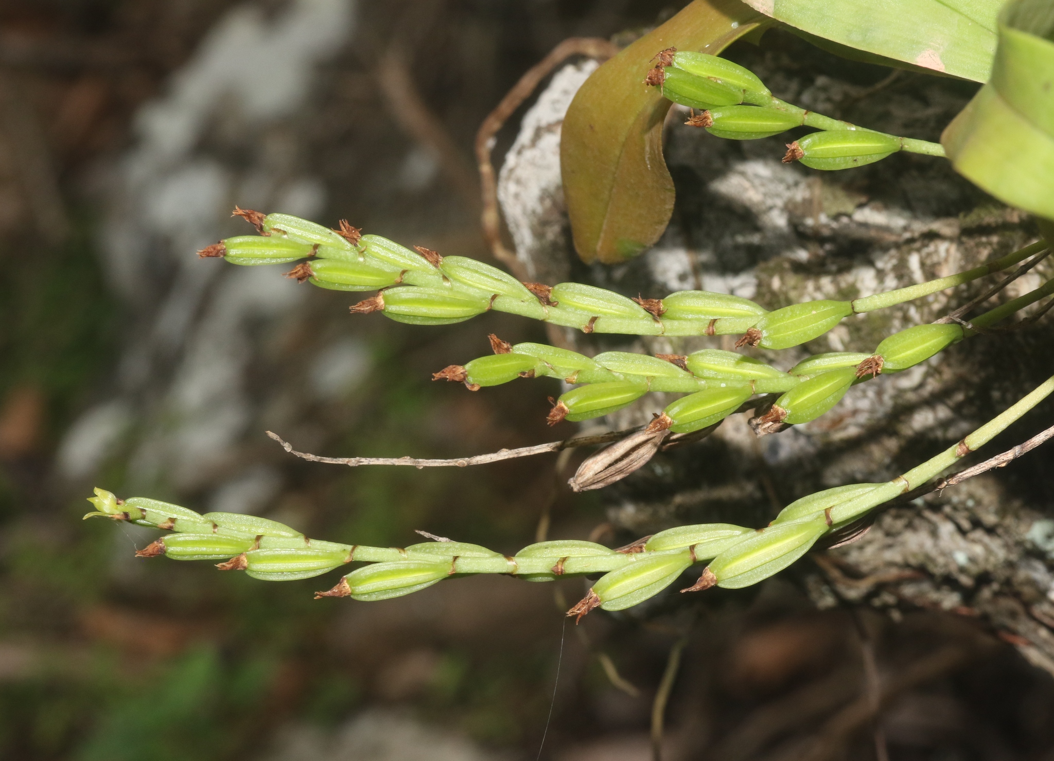 Angraecum dives Rolfe 2