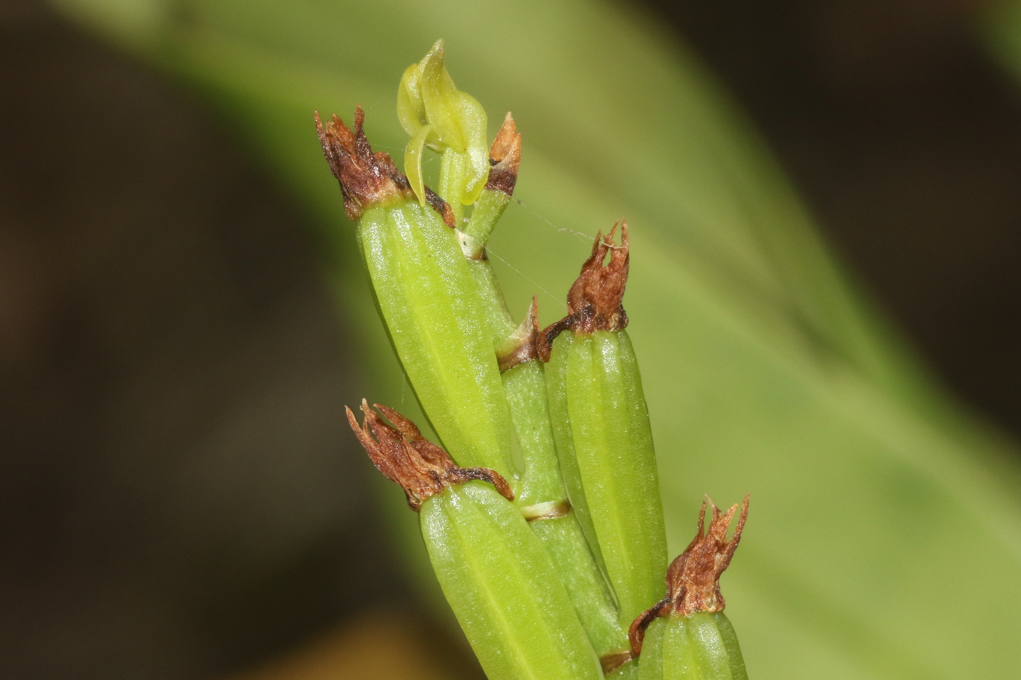 Angraecum dives Rolfe 4