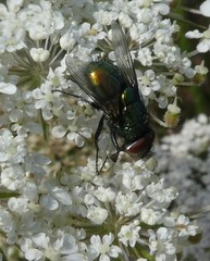 Diptera