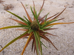 Cyperus pedunculatus