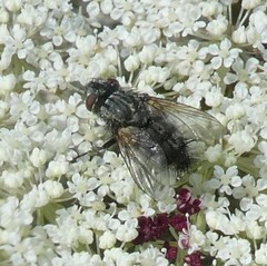 Diptera