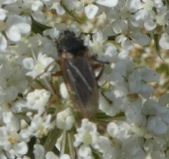 Diptera