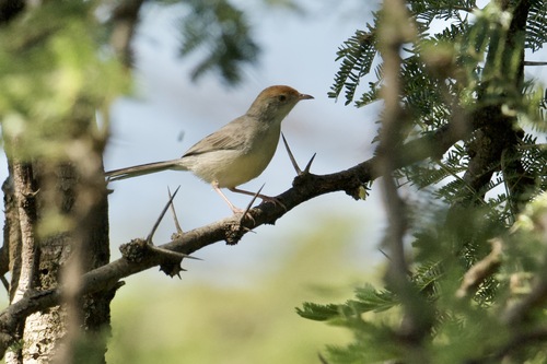 iNaturalist image