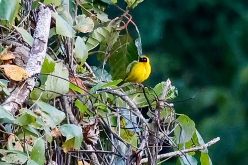 Bertram's Weaver (Ploceus bertrandi), photo 2