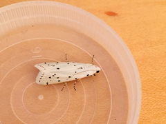 Myelois circumvoluta