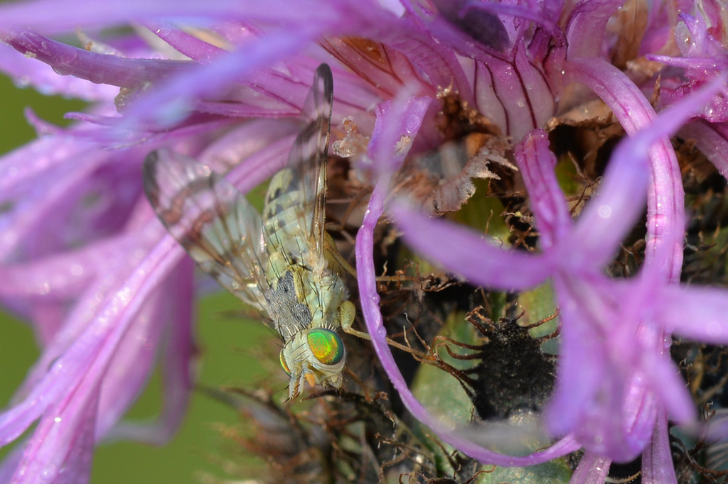 Horned Knapweed Fly