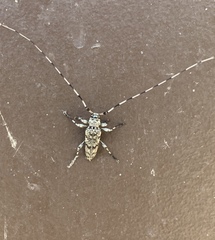 Acanthocinus obsoletus