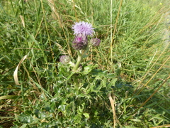 Cirsium arvense