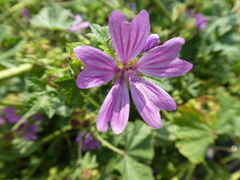 Malva sylvestris