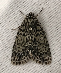 Acronicta heitzmani