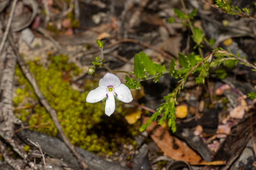 coast speedwell (Veronica hillebrandii)