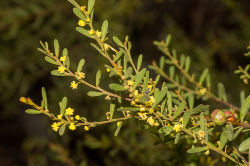 mallee wreath wattle (Acacia triquetra)