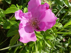 Rosa rugosa