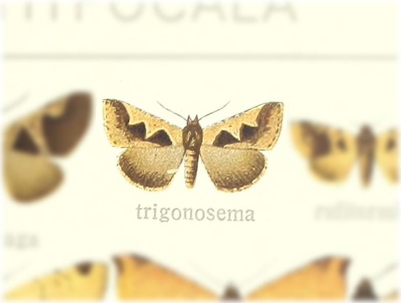 Anoba trigonosema