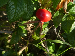 Rosa rugosa