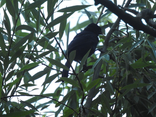 Solitary Cacique (Cacicus solitarius), photo 9