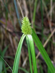 Rhynchospora cephalotes