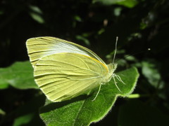 Pieris cheiranthi