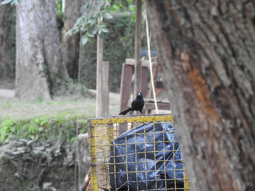 Solitary Cacique (Cacicus solitarius), photo 8