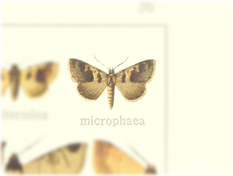 Anoba microphaea