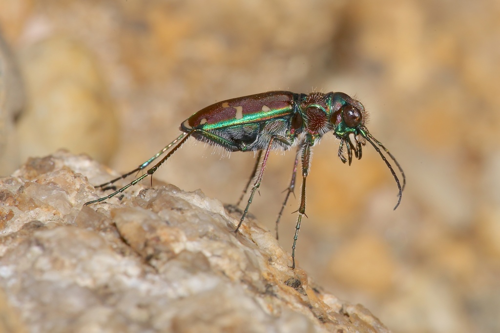 Common Claybank Tiger Beetle