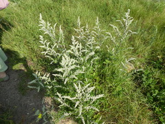 Artemisia