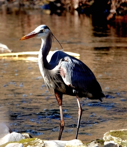 Great Blue Heron photographed in Arkansas