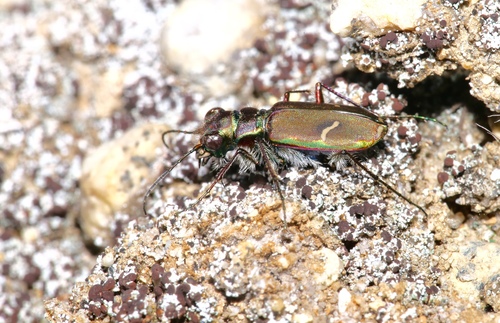 Purple Tiger Beetle photo 5