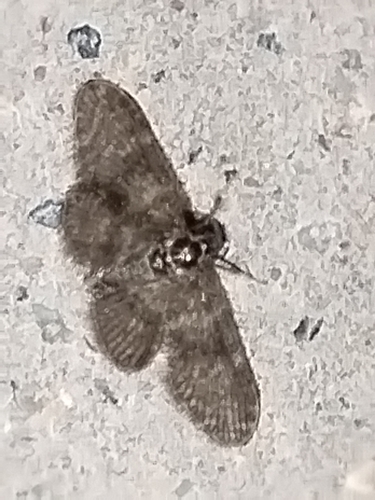 Nallachius pulchellus