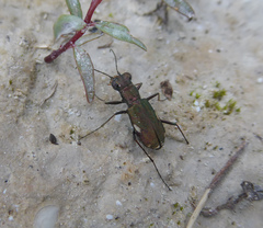 Cylindera germanica