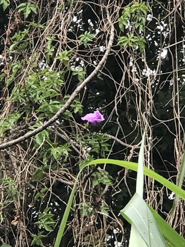 Ipomoea mauritiana iNat (2)